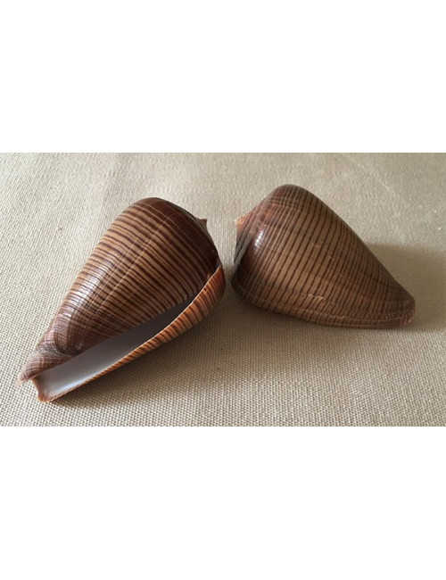 Conus figulinus noir 6/7cm