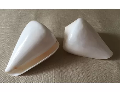 Conus betilinus blanc poli 8/9cm