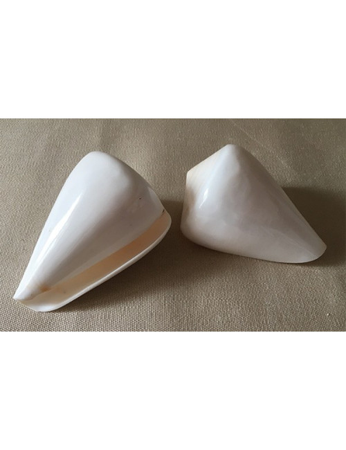 Conus betilinus blanc poli 8/9cm