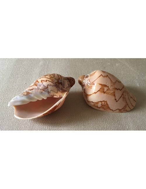 Cymbiola nobilis 6/9 cm (lot de 3)