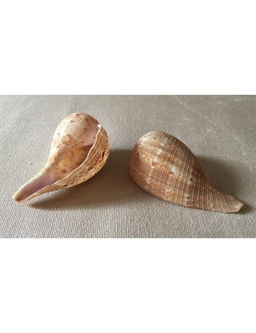 0628 Ficus (lot de 3) 6/7 cm