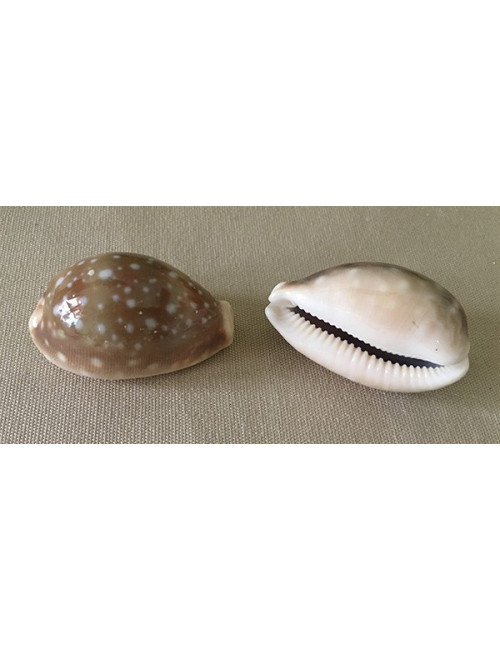 Cyprea vittelus 4/6 cm (lot de 3)