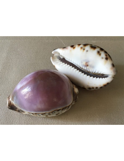 Cypraea tigris violette 7/9cm