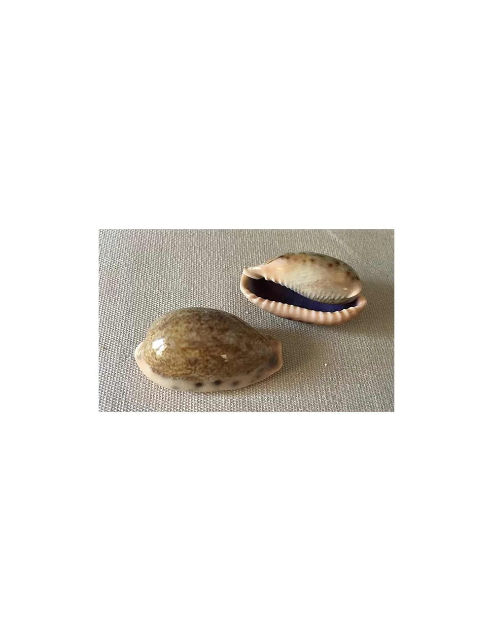 Cypraea caurica 3.5/4cm (lot de 3pcs)