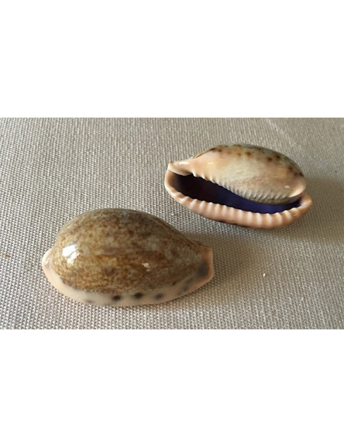 Cypraea caurica 3.