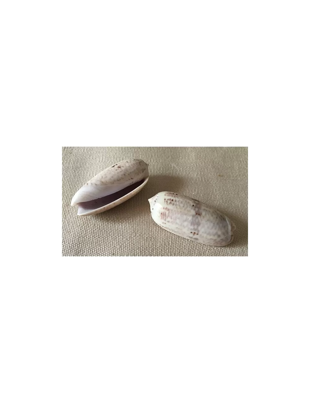 Oliva Lignaria 5/6cm (lot de 6)