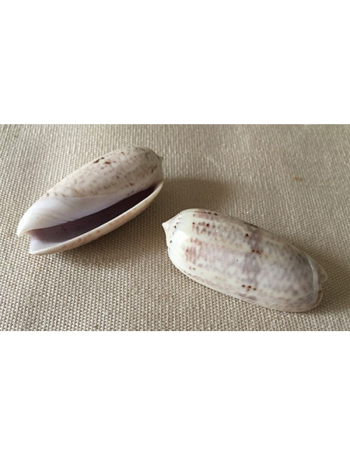 Oliva Lignaria 5/6cm