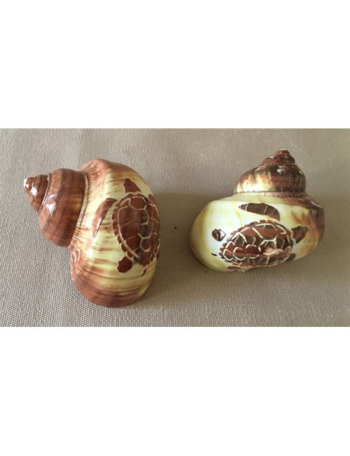 Turbo gravé tortue