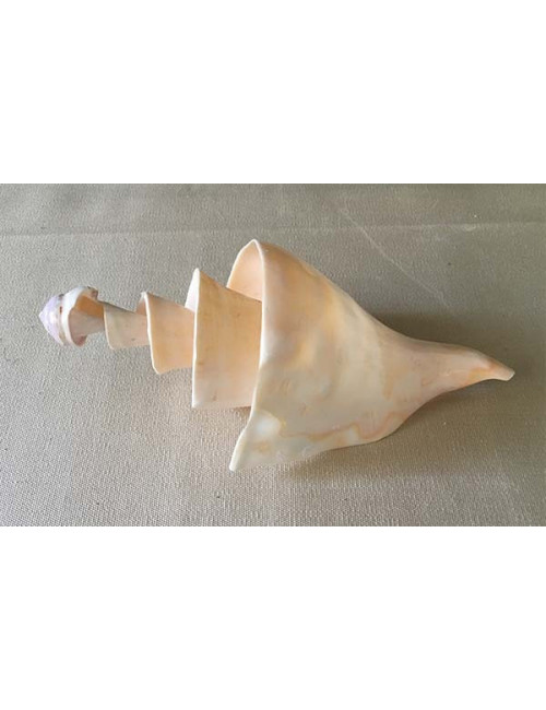 Lambis truncata spirale 12/14cm