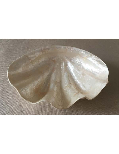 Plat capiz forme bénitier 15cm