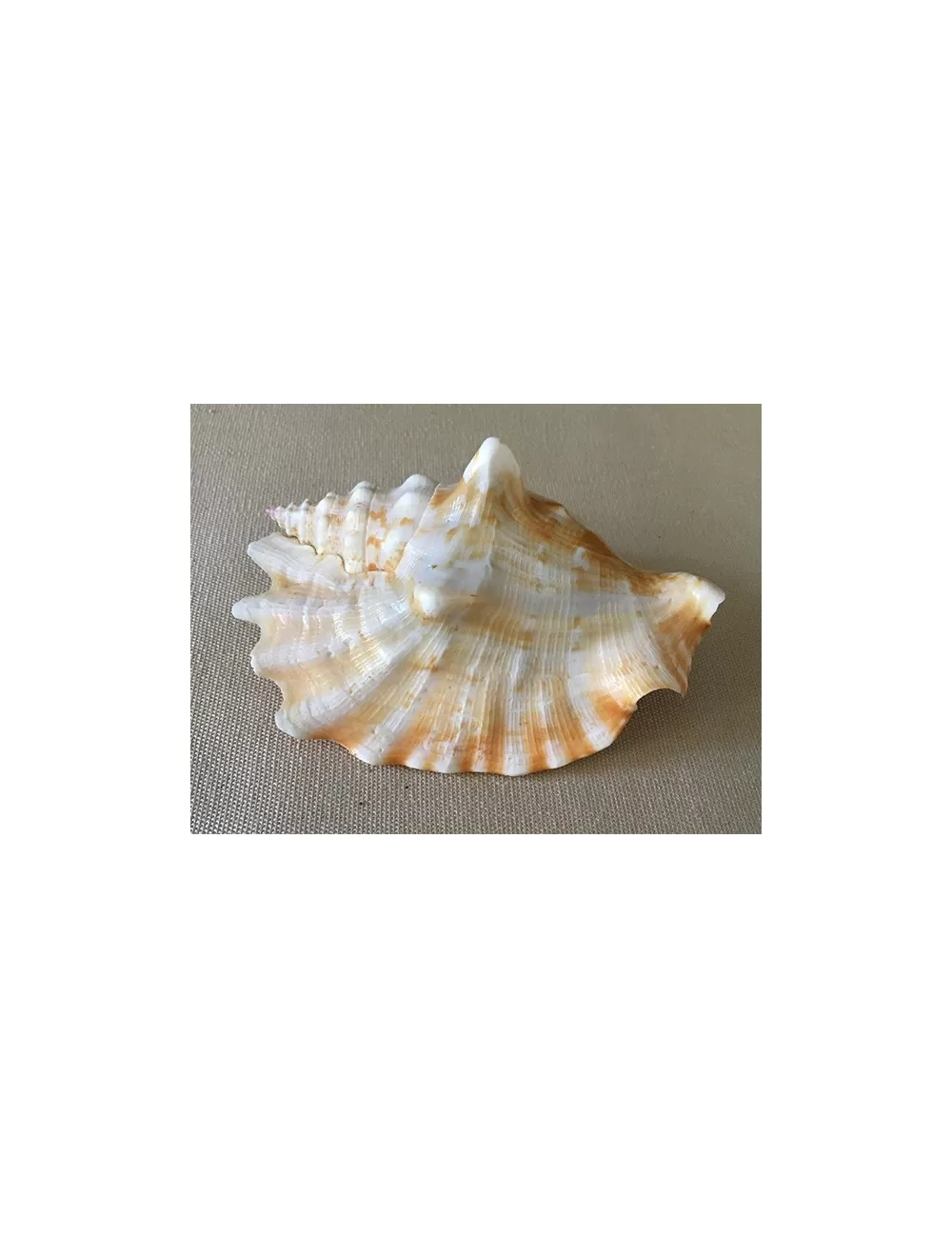 Strombus sinuatus 8/9cm