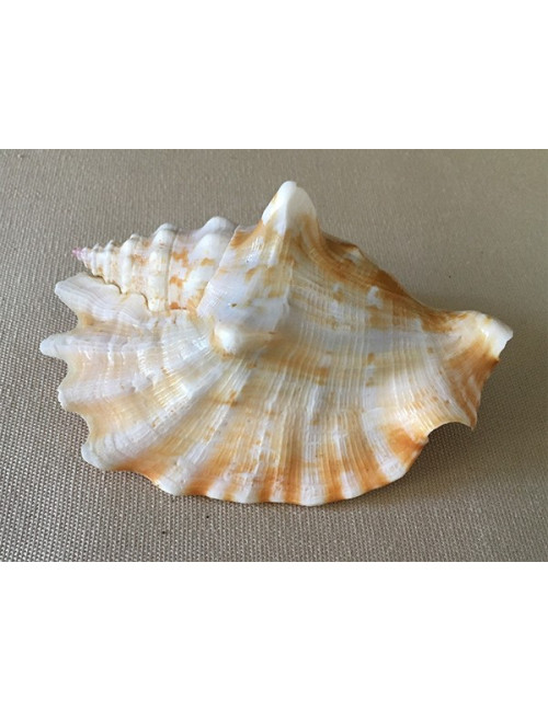 Strombus sinuatus 8/9cm