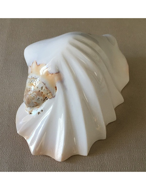 Strombus latissimus poli festonné 14/16 cm