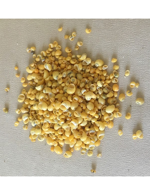 Mini Mango Jaune sachet de 500grs