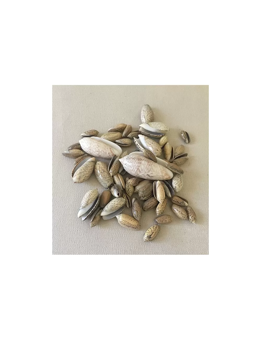 MELANGE D'OLIVES 4/6cm (au kilo)