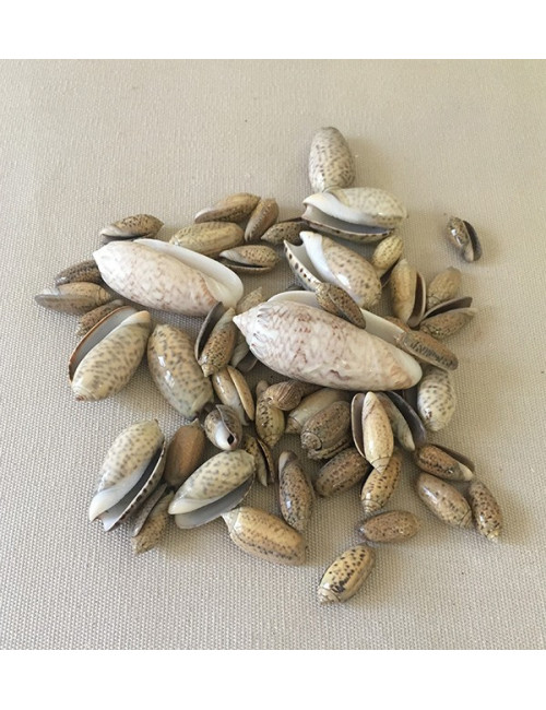 MELANGE D'OLIVES 4/6cm (au kilo)