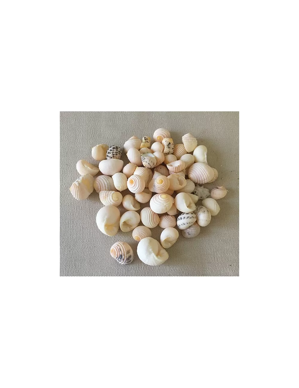 NERITE BLANCHE 1/1.5cm (au kilo)