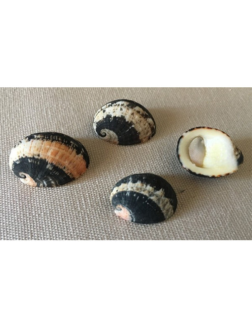 Nérite chameleon 2.