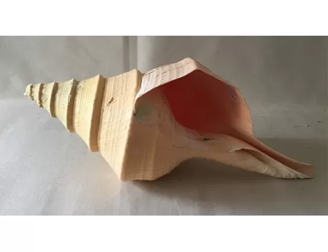 Syrinx Aruanus 30/35cm