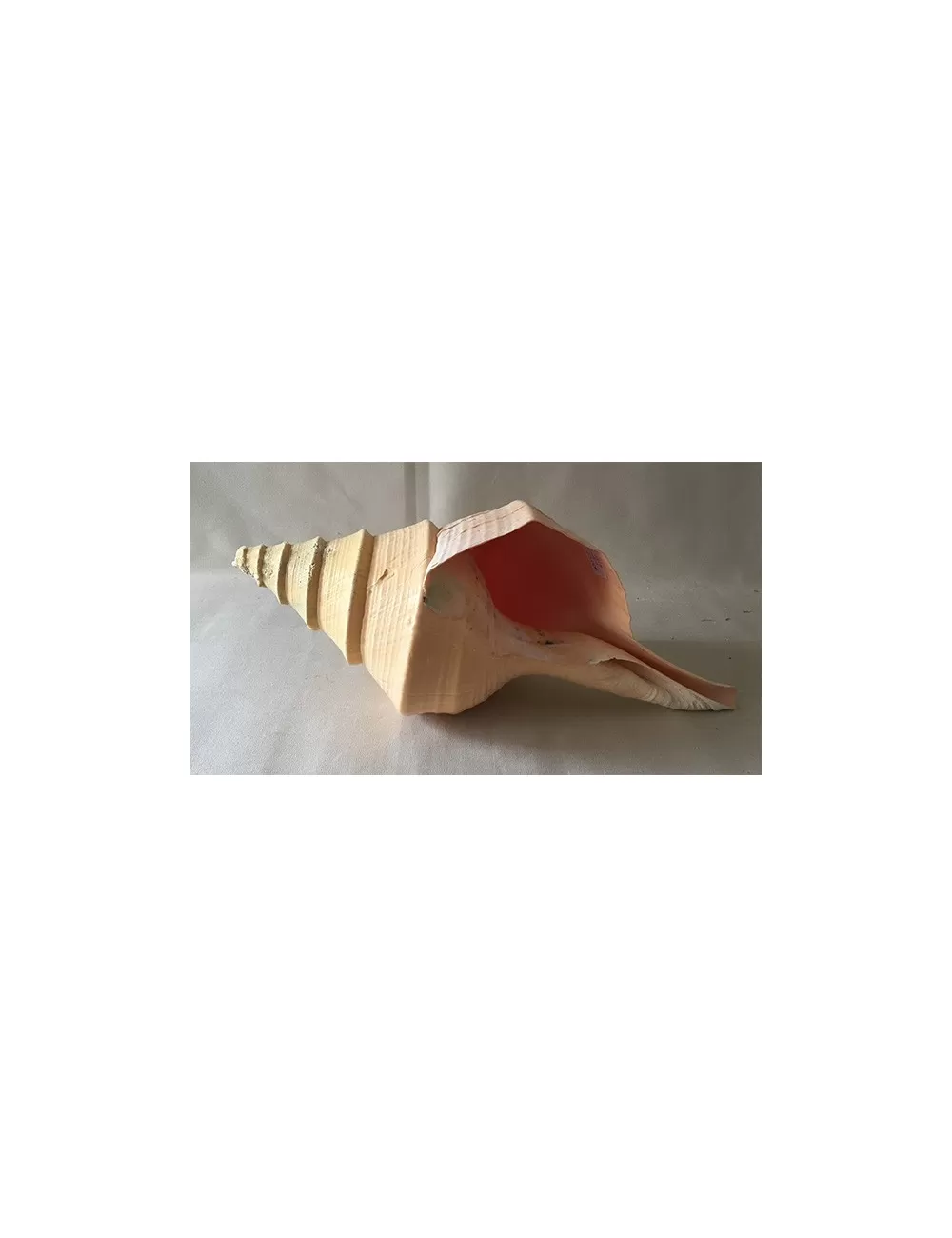 Syrinx Aruanus 30/35cm