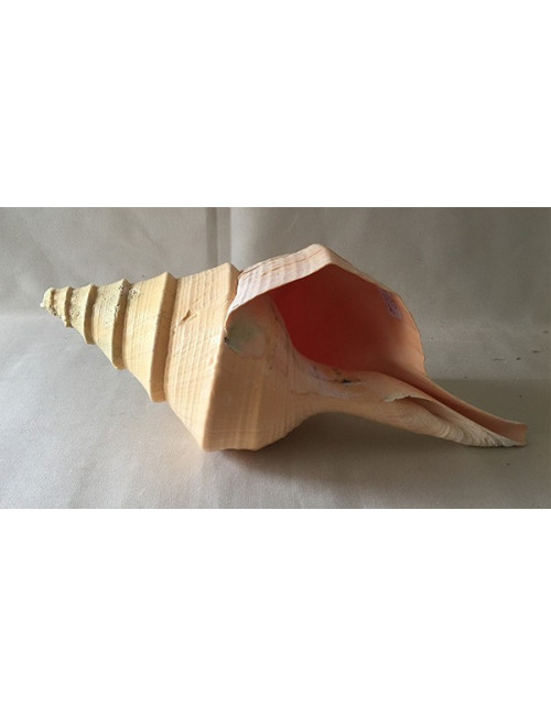 0526 Syrinx Aureanus 50/53cm