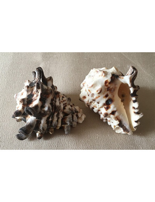 Vasum turbinellus 5/6cm (lot de 5)