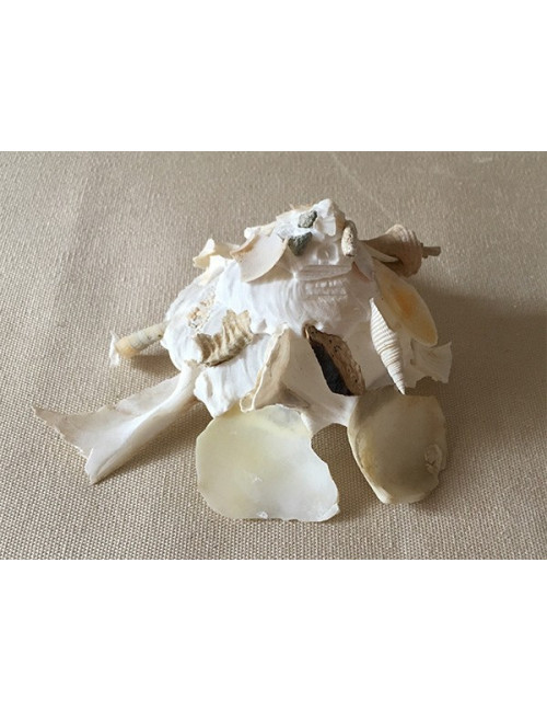 Xenophora pallidula 5/7cm