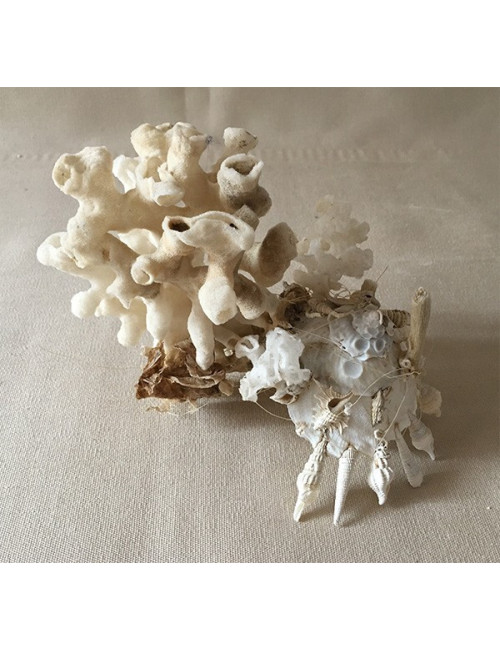 Xenophora Pallidula avec éponge