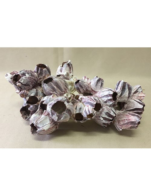 Balanes bloc 25/30cm