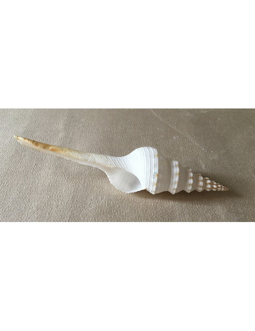 Fusinus colus 11/14 cm