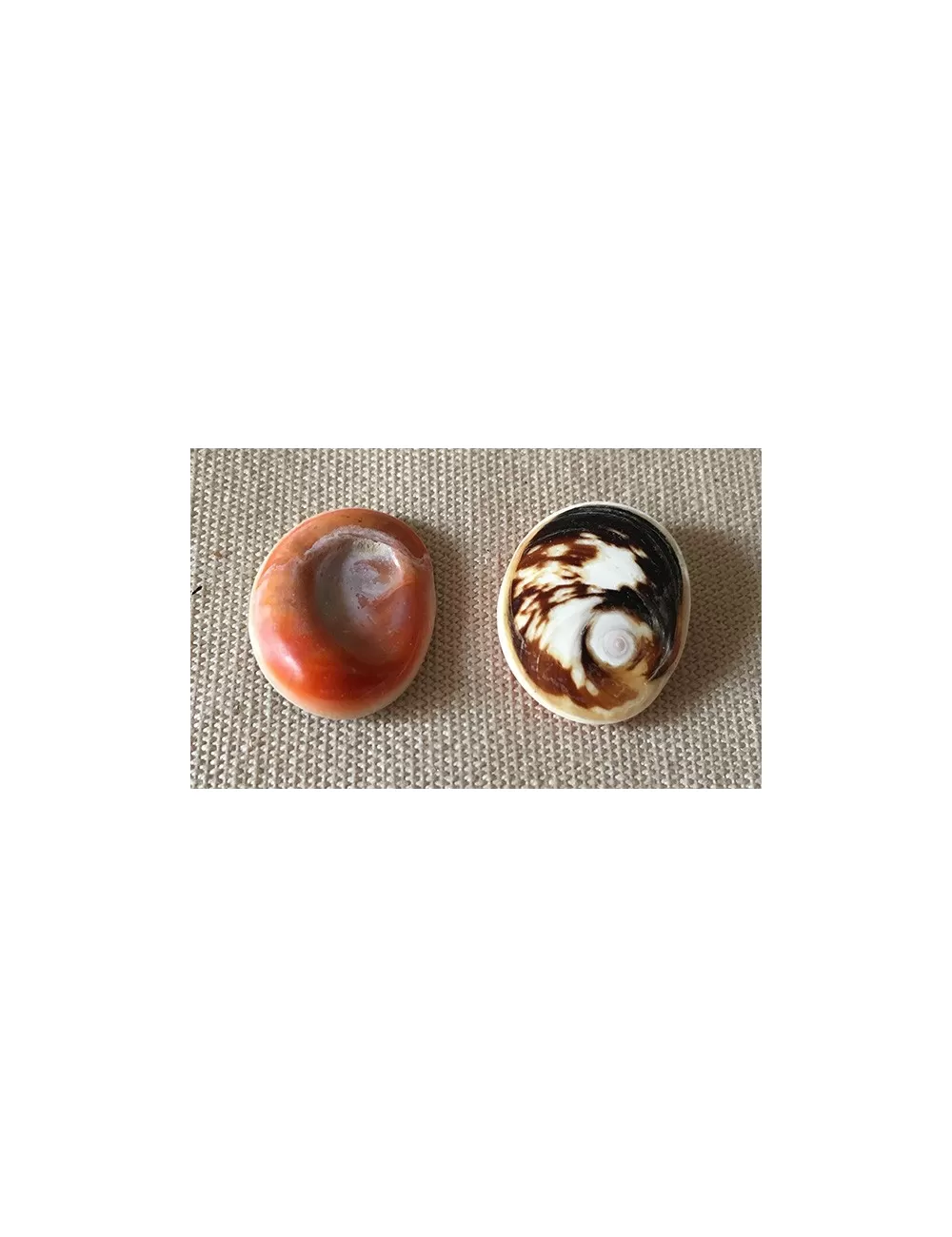 Opercule "oeil de ste Lucie" lot de 3