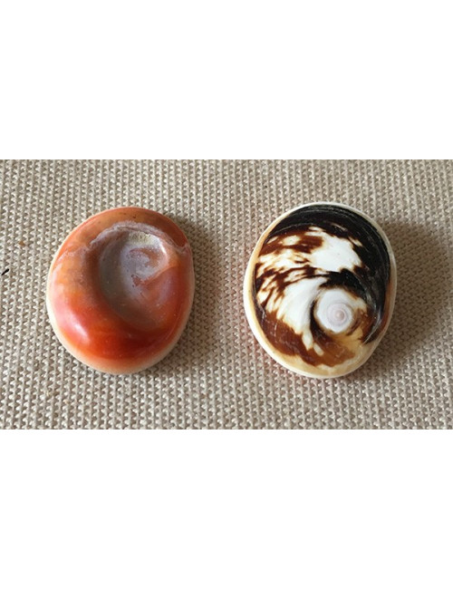 Opercule "oeil de ste Lucie" lot de 3