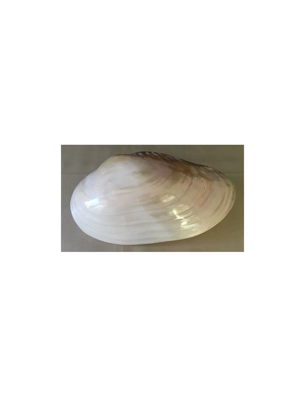 Moule nacrée 24/26cm (2 valves)