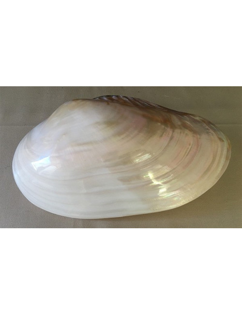 0233 Moule nacrée 24/26cm