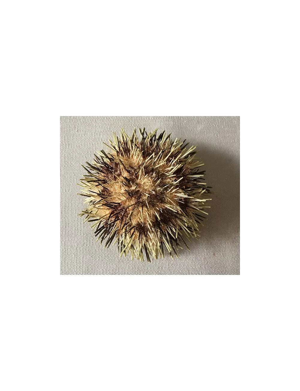Oursin toreumatic 7/9cm