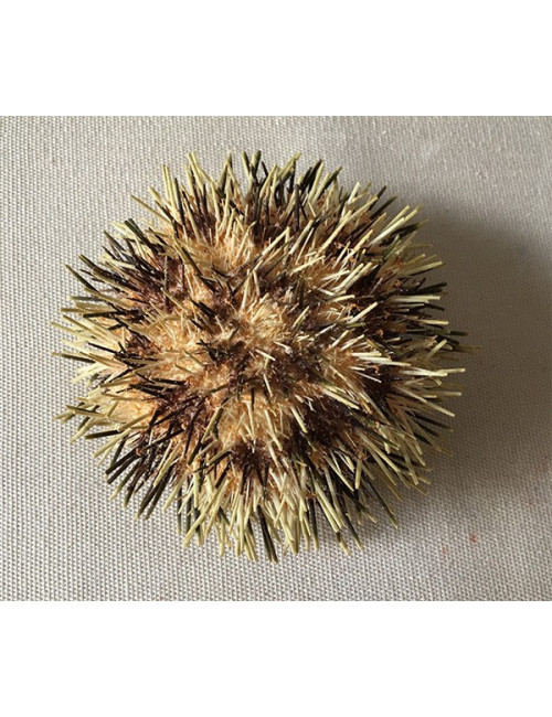 0800A Oursin toreumatic 7/9cm