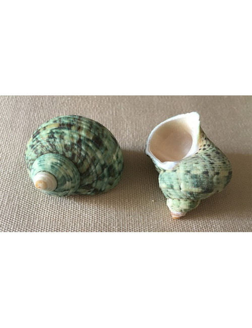 Turbo vert naturel 2/3cm (lot de 5)