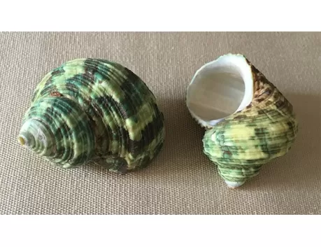 Turbo vert naturel 3/5cm lot de 3