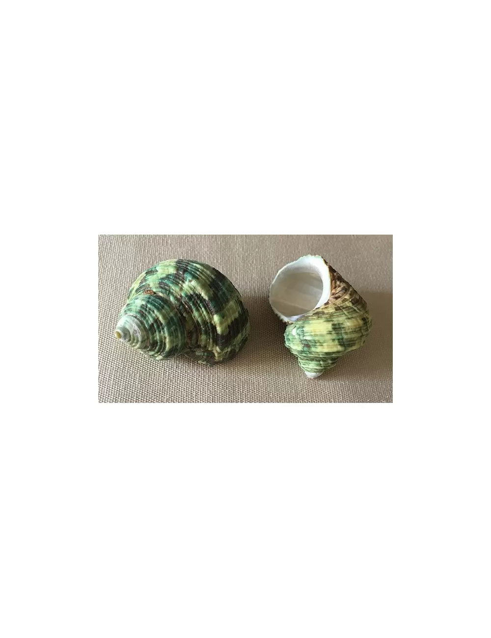 Turbo vert naturel 3/5cm lot de 3