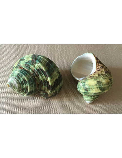 Turbo vert naturel 3/5cm lot de 3