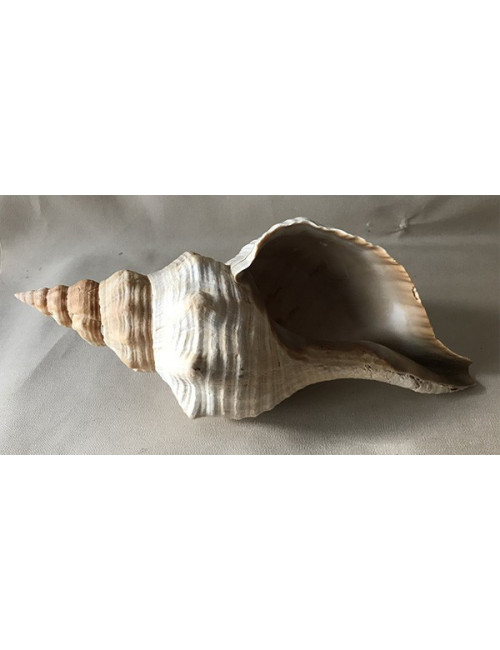 Pleuropoca gigantea 31/35cm