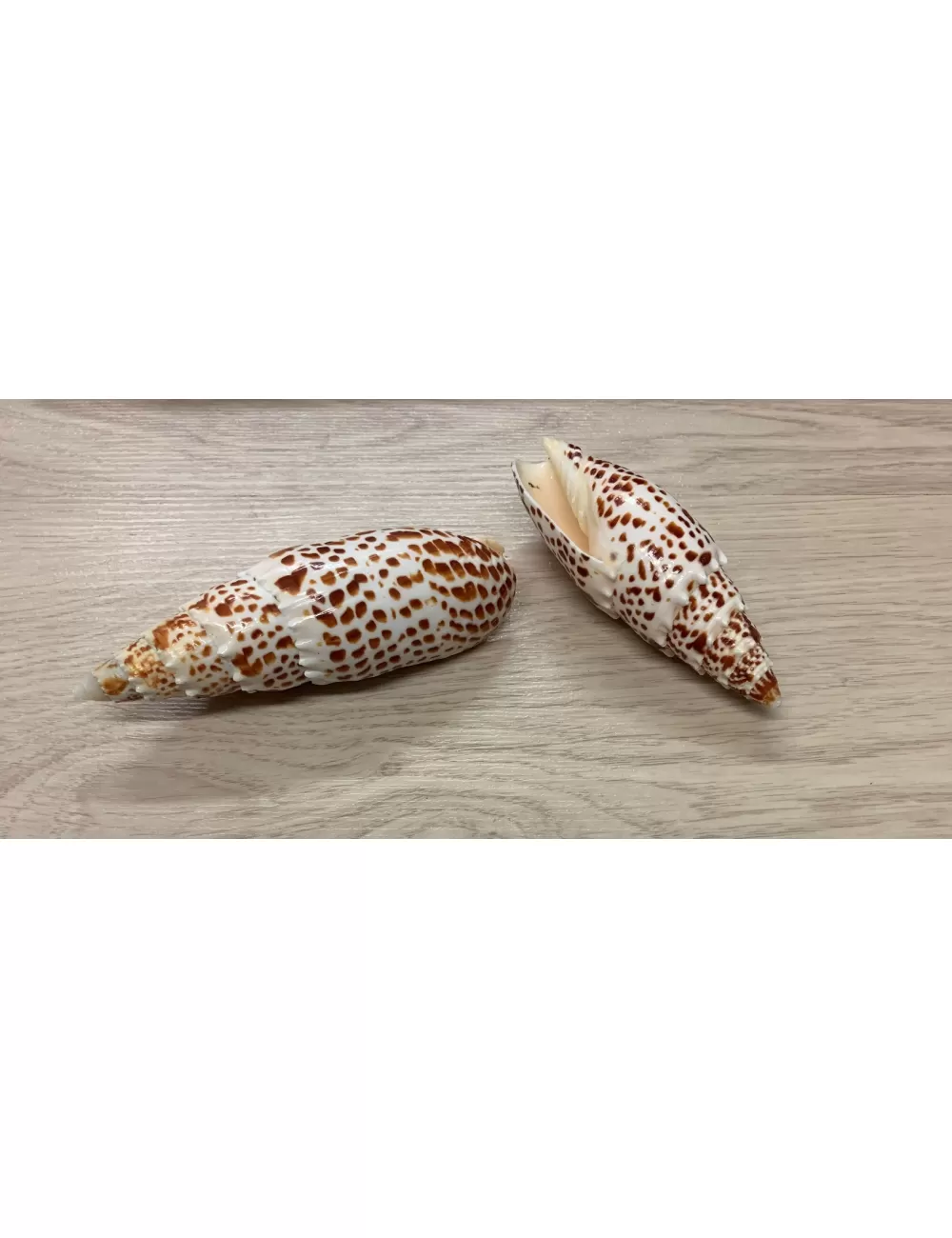 Mitra papalis 10/15cm