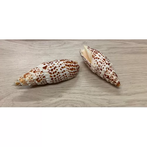 Mitra papalis 10/15cm