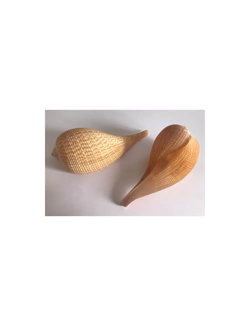 FICUS GRACILIS 9/11 cm