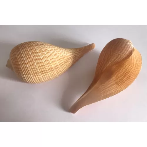 FICUS GRACILIS 9/11 cm