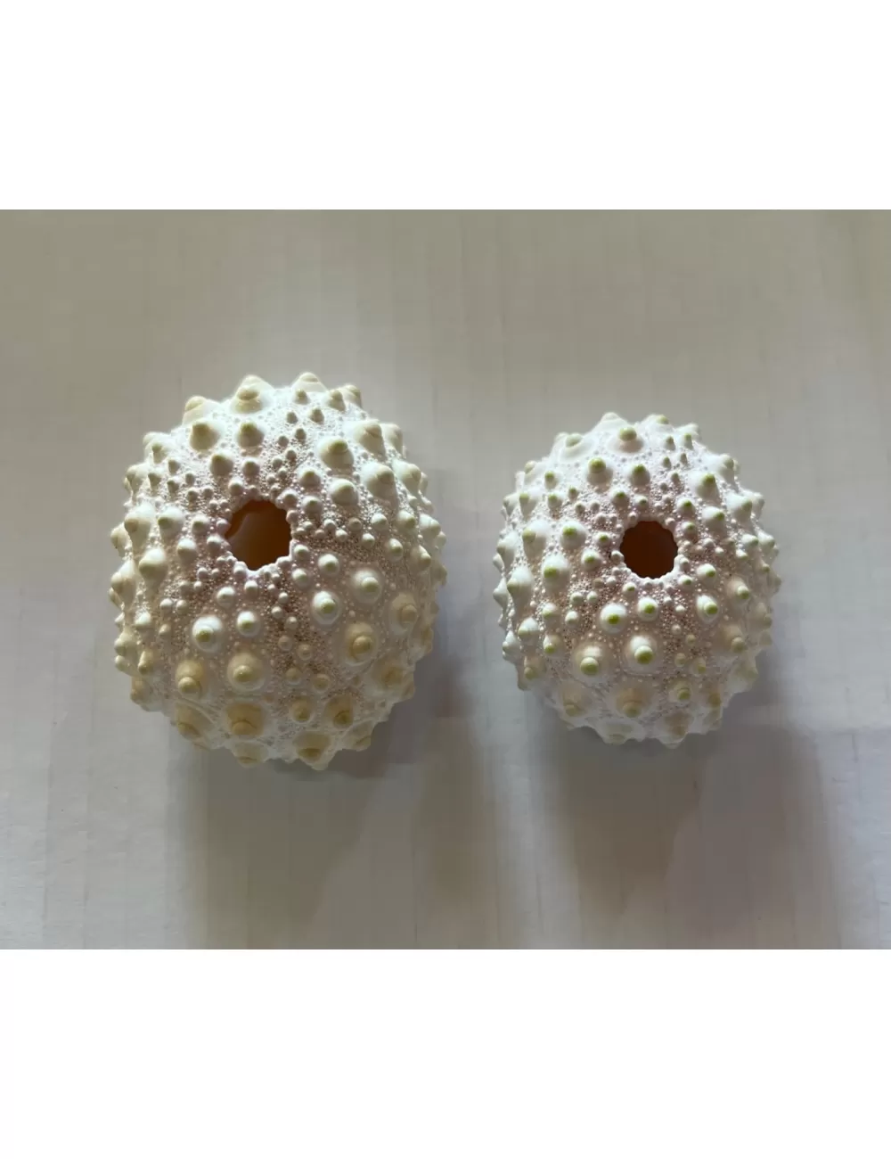 Test d'Oursin Cidaris Rosé 4/6 cm