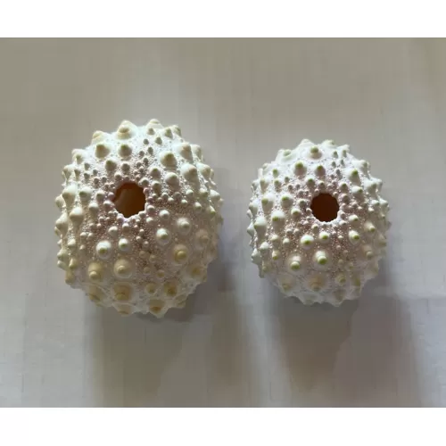 Test d'Oursin Cidaris Rosé 4/6 cm