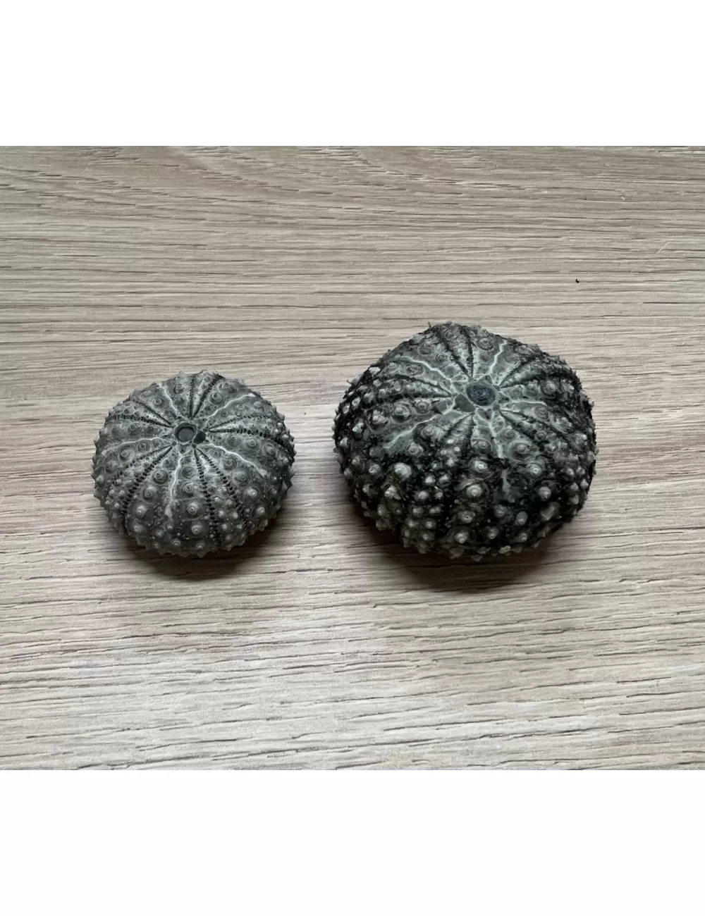 Test d'oursin diadema setosum noir 3/4cm