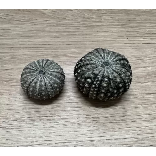 Test d'oursin diadema setosum noir 3/4cm