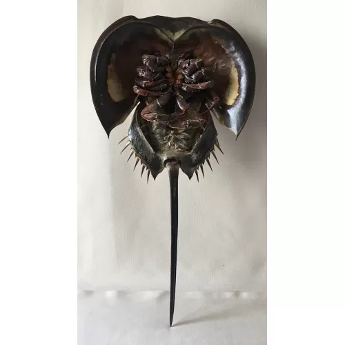 Limule avec pattes 20/25cm